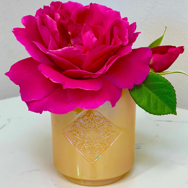 Load image into Gallery viewer, DAYLIGHT